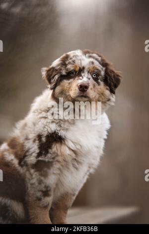 Australian Shepherd Welpen Stockfoto