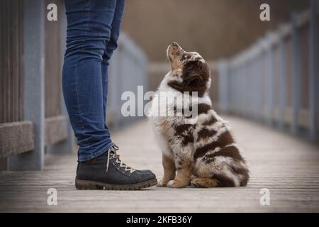Australian Shepherd Welpen Stockfoto