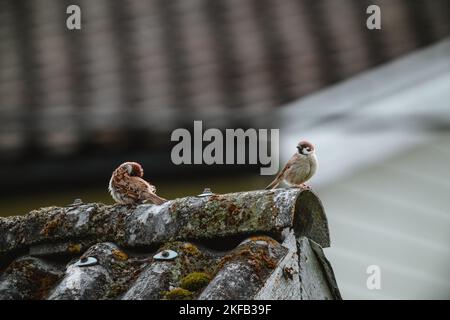 Eine Nahaufnahme von zwei Sperlingen auf dem alten Dach eines mit Moos bedeckten Hauses Stockfoto