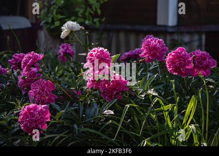 Im Sommergarten blühende rosafarbene Pfingstrosen in der Sonne Stockfoto