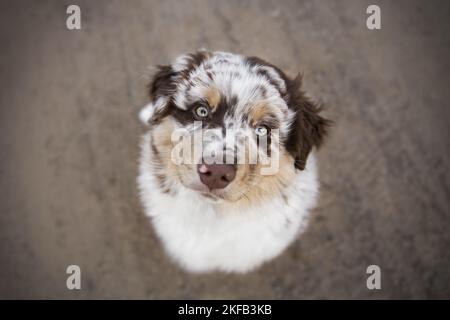 Australian Shepherd Welpen Stockfoto