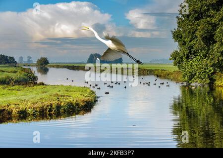 Nahaufnahme eines hoch aufragenden Silberreiher über einem Bauernkanal und Hintergrund mit grünen Torfwiesen im Grünen Herzen der Randstad in den Niederlanden Stockfoto