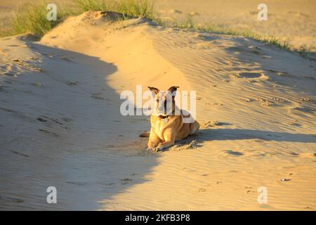 Nahaufnahme eines braun-gelben liebenswerten, loppohrigen Schäferhundes mit Namensschild-Kragen im goldenen Licht der aufgehenden Sonne in einer sandigen Dünenlandschaft Stockfoto