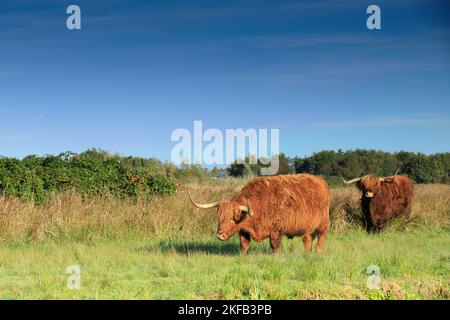 Landschaft mit einem Paar weidender rotbrauner schottischer Highlander-Bullen mit ausgewachsenen Hörnern im Naturschutzgebiet Zaans Rietveld in den niederländischen Muni Stockfoto