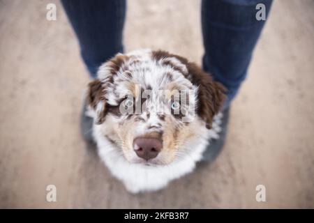 Australian Shepherd Welpen Stockfoto