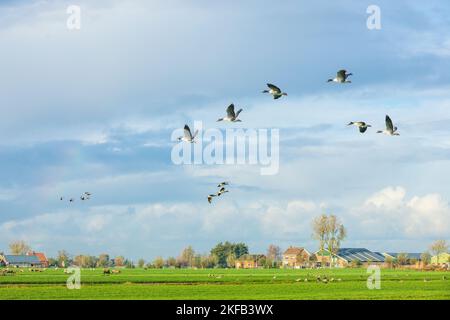 Typisch holländische Polderlandschaft im Groene Hart der Randstad mit grünen Wiesen und Bauernhöfen am Horizont mit fliegenden Graugänsen, Anser anser, Stockfoto