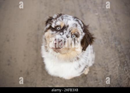 Australian Shepherd Welpen Stockfoto