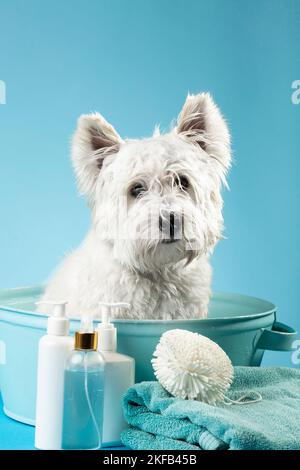 Süßer West Highland White Terrier Hund nach dem Bad. Hund in Handtuch gewickelt. Konzept für die Tierpflege. Speicherplatz Kopieren. Für Text platzieren. Hochwertige Fotos Stockfoto