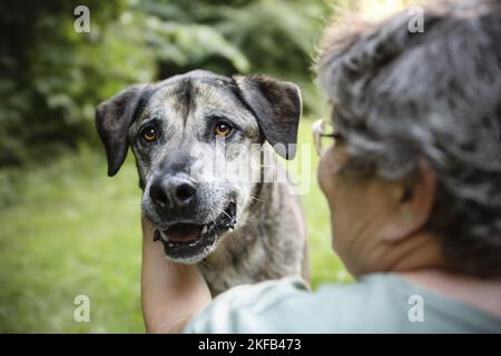 Sivas-Kangal-Mongrel Stockfoto