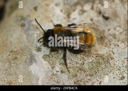 Nahaufnahme der zweifarbigen Maurerbiene, Osmia bicolor auf einem Stein sitzend Stockfoto