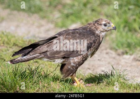 Gemeiner Buzzard in Nordwales, Großbritannien, Großbritannien Stockfoto