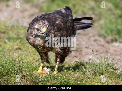 Gemeiner Buzzard in Nordwales, Großbritannien, Großbritannien Stockfoto