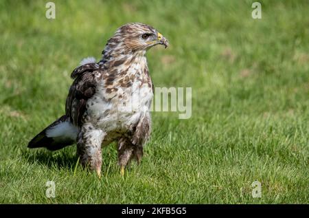 Gemeiner Buzzard in Nordwales, Großbritannien, Großbritannien Stockfoto