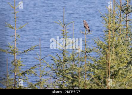 Gemeiner Buzzard in Nordwales, Großbritannien, Großbritannien Stockfoto