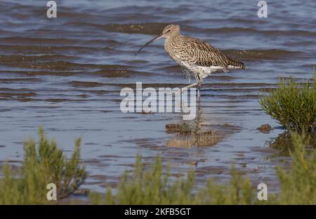 Curlew im Connah's Quay Naturschutzgebiet an der Dee Estuary, North Wales, Großbritannien, Großbritannien Stockfoto