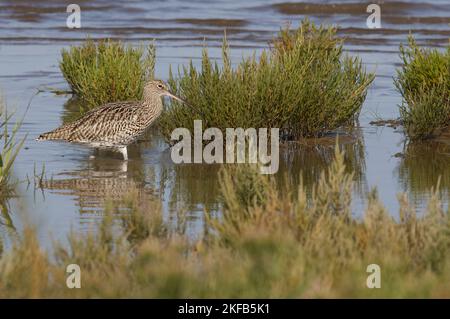 Curlew im Connah's Quay Naturschutzgebiet an der Dee Estuary, North Wales, Großbritannien, Großbritannien Stockfoto