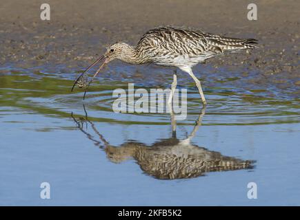 Curlew im Connah's Quay Naturschutzgebiet an der Dee Estuary, North Wales, Großbritannien, Großbritannien Stockfoto