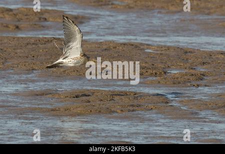 Curlew im Connah's Quay Naturschutzgebiet an der Dee Estuary, North Wales, Großbritannien, Großbritannien Stockfoto