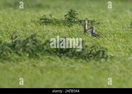 Curlew im Connah's Quay Naturschutzgebiet an der Dee Estuary, North Wales, Großbritannien, Großbritannien Stockfoto