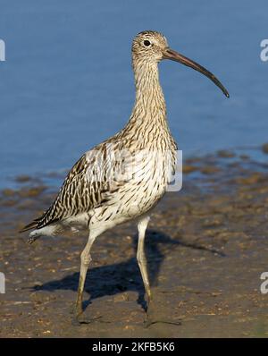 Curlew im Connah's Quay Naturschutzgebiet an der Dee Estuary, North Wales, Großbritannien, Großbritannien Stockfoto