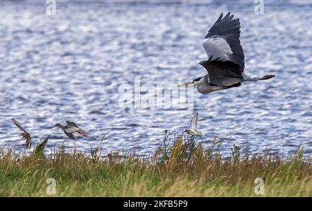 Grey Heron an der Dee Estuary, Connahs Quay Naturschutzgebiet, Nordwales, Großbritannien, Großbritannien Stockfoto