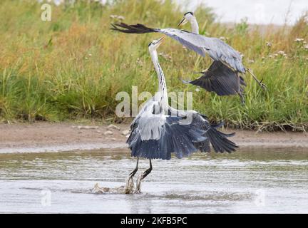 Grey Heron an der Dee Estuary, Connahs Quay Naturschutzgebiet, Nordwales, Großbritannien, Großbritannien Stockfoto