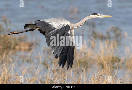 Grey Heron an der Dee Estuary, Connahs Quay Naturschutzgebiet, Nordwales, Großbritannien, Großbritannien Stockfoto