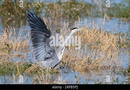 Grey Heron an der Dee Estuary, Connahs Quay Naturschutzgebiet, Nordwales, Großbritannien, Großbritannien Stockfoto