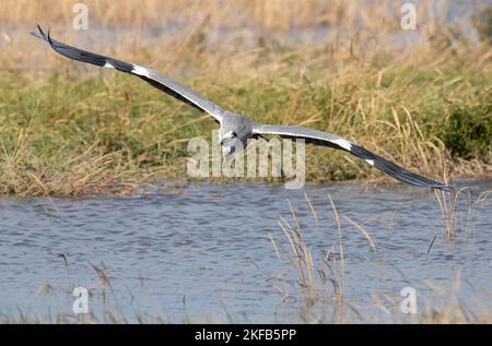 Grey Heron an der Dee Estuary, Connahs Quay Naturschutzgebiet, Nordwales, Großbritannien, Großbritannien Stockfoto