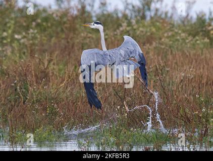 Grey Heron an der Dee Estuary, Connahs Quay Naturschutzgebiet, Nordwales, Großbritannien, Großbritannien Stockfoto