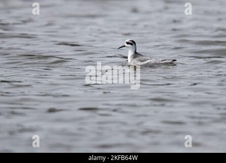 Gray/Red Phalarope, aufgenommen am Conwy RSPB, North Wales, Großbritannien, Großbritannien Stockfoto