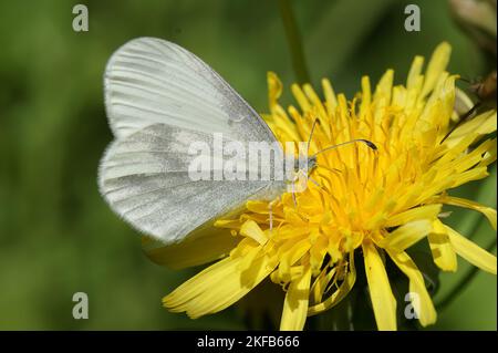 Natürliche Nahaufnahme des holzweißen Schmetterlings, Leptidea sinapis, die auf einer gelben Nelkenglüte sitzen Stockfoto