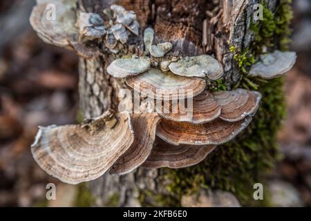 Farbenfroher putenschwanz oder auch als Trametes versicolor Pilz bekannt, der in Regalen auf einem Baumstumpf mit mehrfarbigen Verboten und einer weißen Unterseite aus der Nähe wächst Stockfoto