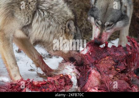 Graue Wölfe (Canis lupus) Nahaufnahme bei White-Tail Deer Carcass Winter - Gefangene Tiere Stockfoto