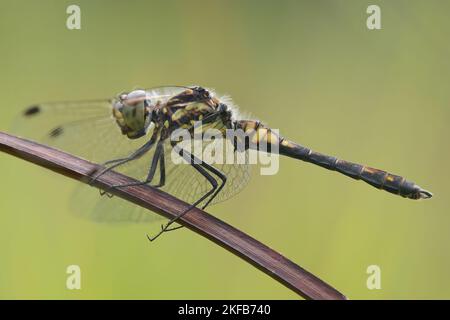 Natürliche Nahaufnahme auf einer schwarzen Wiesenhawk-Libelle, Sympetrum danae vor einem grünen unscharfen Hintergrund Stockfoto