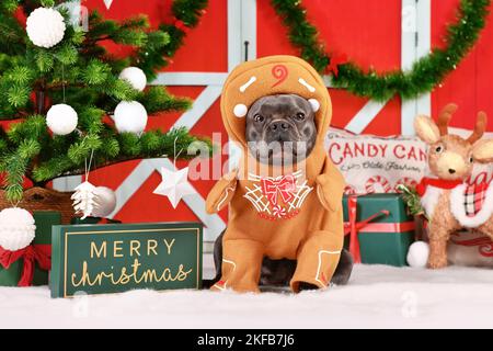 Lustige Hund Weihnachtskostüm. Französische Bulldogge in Lebkuchenoutfit mit Armen, umgeben von festlicher Dekoration Stockfoto