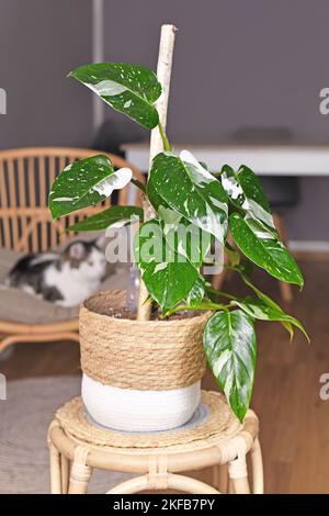 Kletternde 'Philodendron White Princess'-Zimmerpflanze mit weißer Farbvariante und Flecken im Korbtopf auf dem Tisch Stockfoto