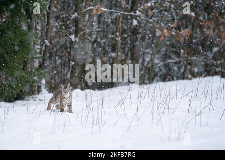 Lynx bei starkem Schneefall auf dem Schneefeld vor dem Wald. Kaltes Wetter mit Tierlynx. Stockfoto