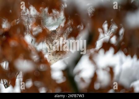 Lynx beobachtet Beute durch die maskierenden Baumblätter. Camuflaged Luchs im Winter vor der Kamera. Kalter Winter mit einem gefährdeten Stockfoto