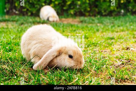 Im Garten ruht ein schönes kleines Kaninchen der französischen RAM-Rasse. Stockfoto