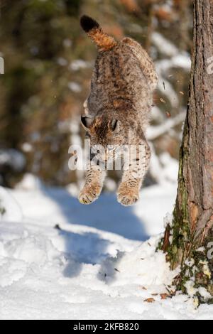 Lynx springt vom Baumstamm im Winterwald zum Schneebaum. Stockfoto