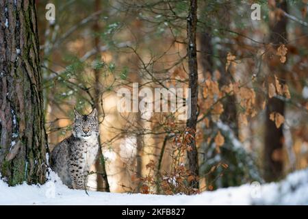 Lynx steht neben dem Baum trung im europäischen Wald mit Sonnenuntergang Hintergrundbeleuchtung zwischen den Bäumen. Predator in seinem natürlichen Lebensraum. Stockfoto