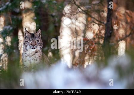Lynx versteckt im Wald mit Hintergrundbeleuchtung zwischen den Bäumen. Predator in seinem natürlichen Lebensraum. Stockfoto