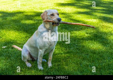 Zoey ist ein 8 Monate alter, reiner Labrador Retriever. Stockfoto