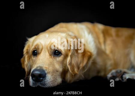 Golden Retriever liegt mit traurigem Ausdruck auf einem schwarzen Hintergrund Stockfoto