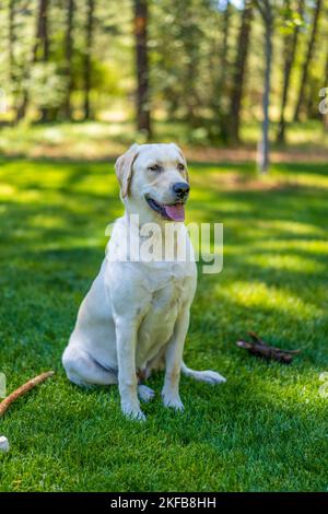 Zoey ist ein 8 Monate alter, reiner Labrador Retriever. Stockfoto