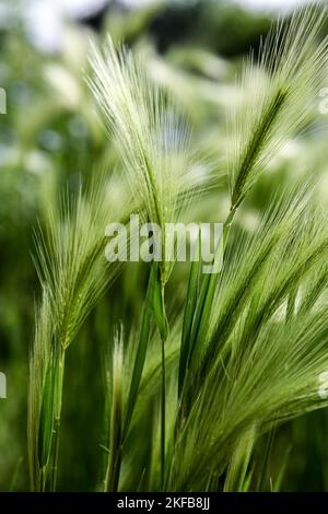 Nahaufnahme der Gerste des Fuchsschwanzes (Hordeum jubatum) auf dem Feld Stockfoto