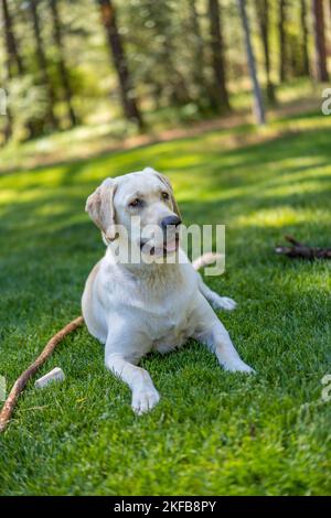 Zoey ist ein 8 Monate alter, reiner Labrador Retriever. Stockfoto