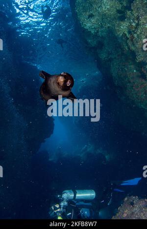 Tauchen mit Seelöwen in cortez Meer unter Wasser Stockfoto