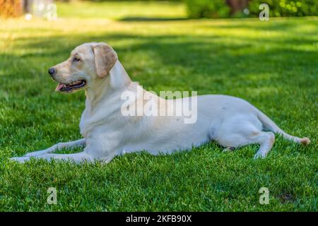 Zoey ist ein 8 Monate alter, reiner Labrador Retriever. Stockfoto